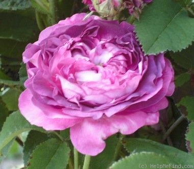 'Gloire des Jardins' rose photo