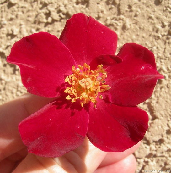 'ARMLB3XILCOP' rose photo