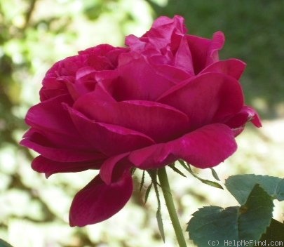 'Zigeunerblut' rose photo