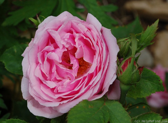 'Danmark' rose photo