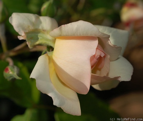 'Desprez à fleurs jaunes' rose photo