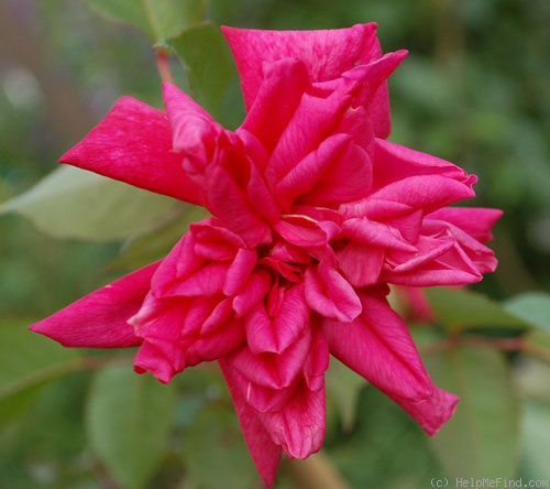 'Dr. Rouges' rose photo