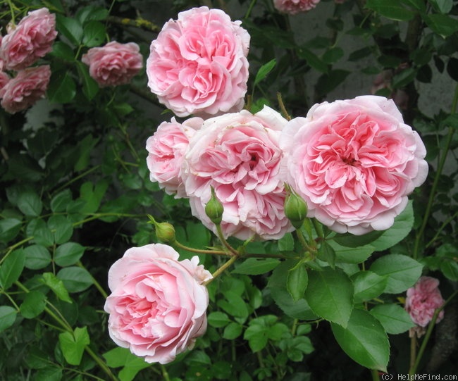 'Granny (shrub, Poulsen, 1983/1990)' rose photo
