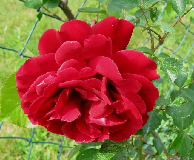 'Naheglut' rose photo