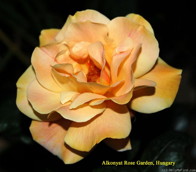 'Autumn' rose photo