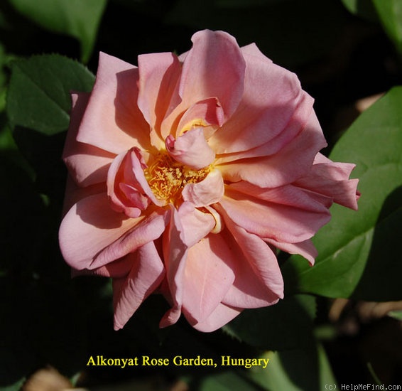 'Dream Lover (Mini Fl, Pearce 1998)' rose photo