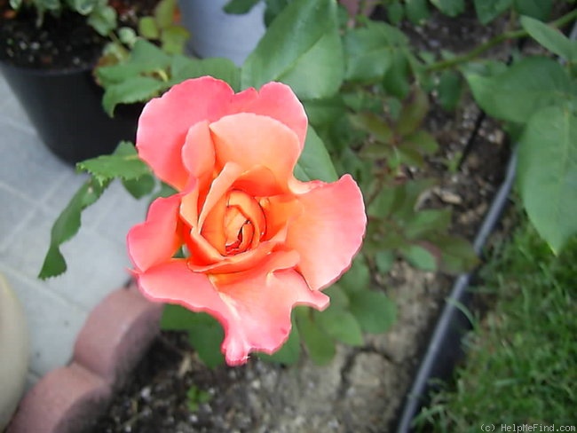 'Courtoise' rose photo