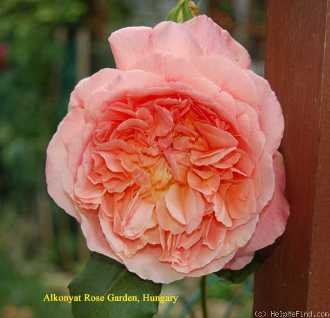 'Papi Delbard ®' rose photo
