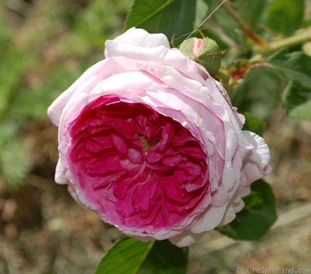 'Gilda (hybrid multiflora, Geschwind,1887)' rose photo