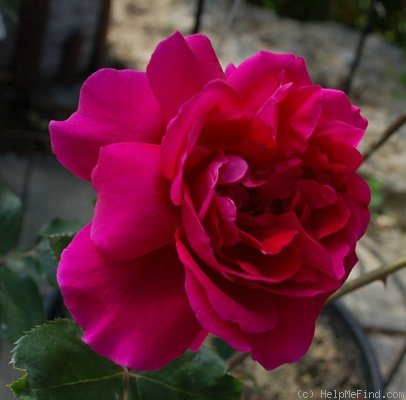 'Muhme Löffler' rose photo