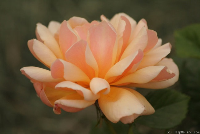 'Cynthia Brooke' rose photo