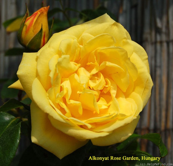 'Golden Dawn Cl. (LCl., LeGrice 1947)' rose photo