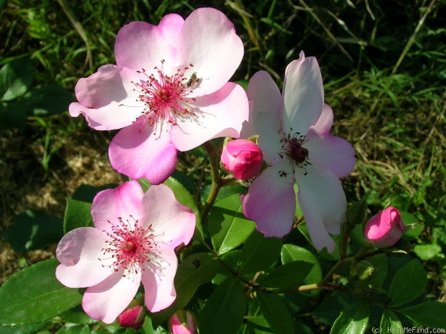 'Astronomia ®' rose photo