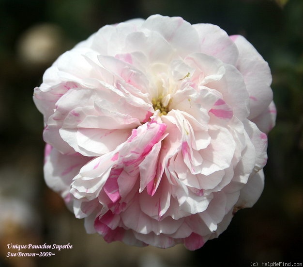 'Unique Panachee Superbe' rose photo