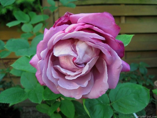 'Blue Lagoon' rose photo