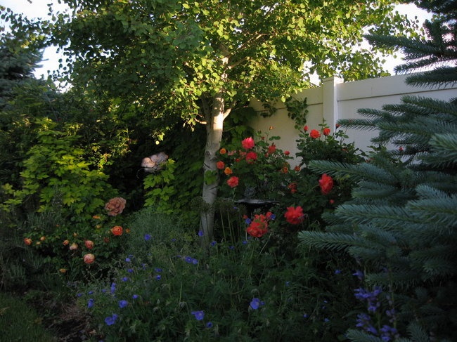 'A garden in the Salt Lake Valley foothills'  photo