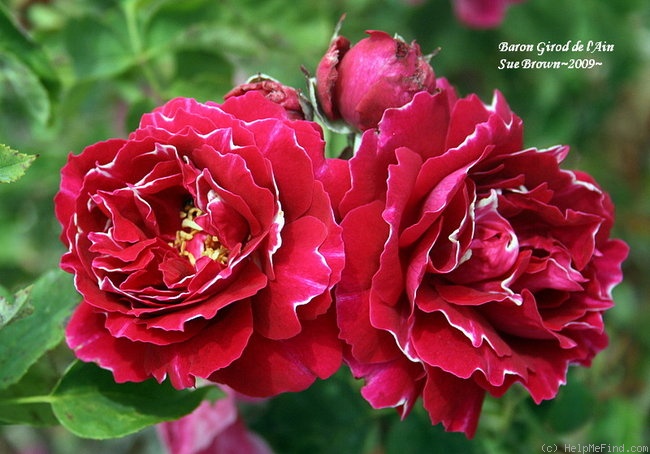 'Baron Girod de l'Ain' rose photo