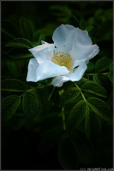 'R. rugosa alba' rose photo