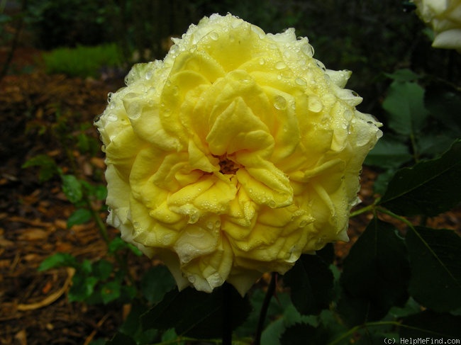 'Golden Fairy Tale ™' rose photo