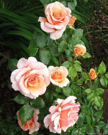 'Nancy Reagan ' Rose Photo