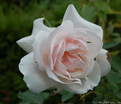'Blanche Duranthon' rose photo