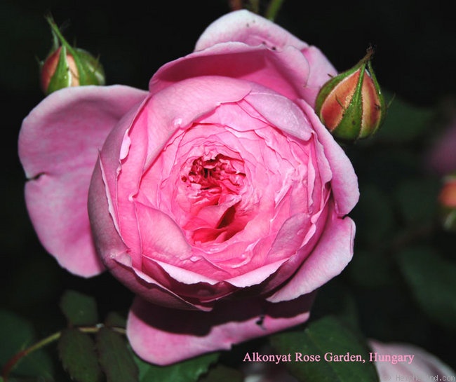 'Alan Titchmarsh' rose photo
