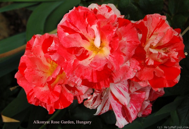 'Hanky Panky (floribunda, Carruth, 2000)' rose photo