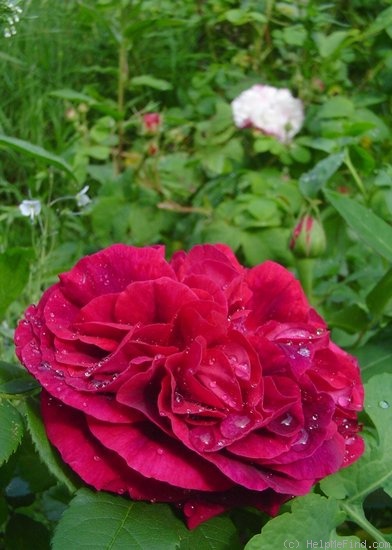 'Alexandre Dupont' rose, click to enlarge 'Alexandre Dupont' rose photo