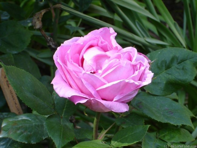 'Mademoiselle Honorine Duboc (Hybrid Perpetual, Duboc, 1894)' rose photo