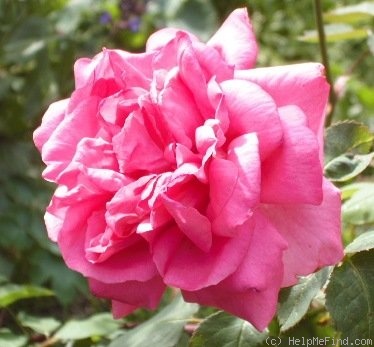 'Frau Dr. Schricker' rose photo