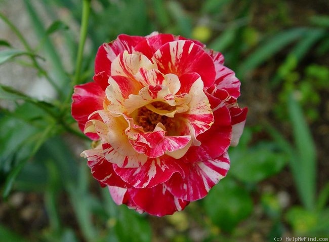 'Camille Pissarro ™' rose photo