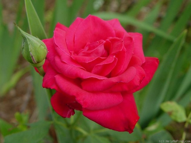 'Stephanie Diane' rose photo
