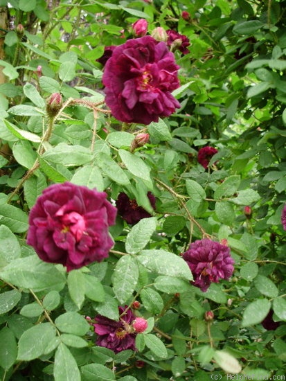 'William Grow' rose photo