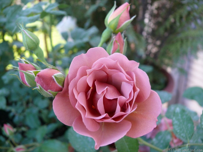 'Lavender Pinocchio (Floribunda, Boerner, 1948)' rose photo