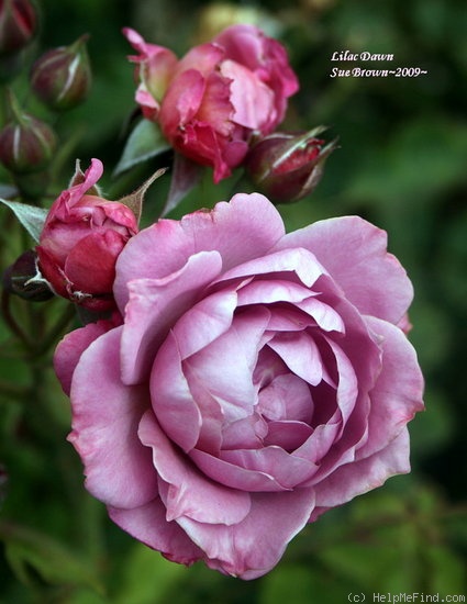 'Lilac Dawn' rose photo