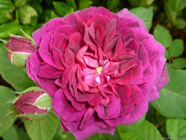 'Hippolyte (gallica, Parmentier pre 1842)' rose photo