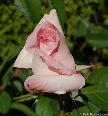 'Grand Siècle®' rose photo