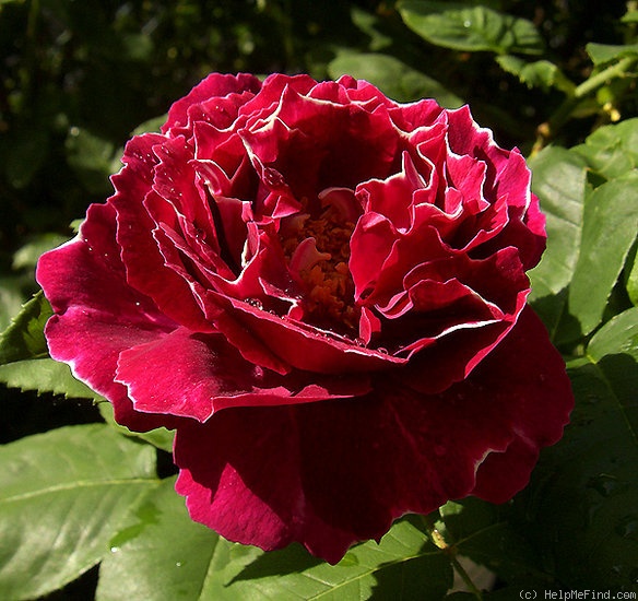 'Baron Girod de l'Ain' rose photo