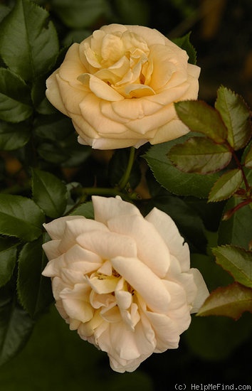 'Amber Abundance (Floribunda, Harkness, 2000)' rose photo