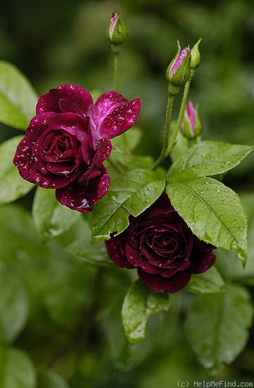 'Burgundy Ice' rose photo