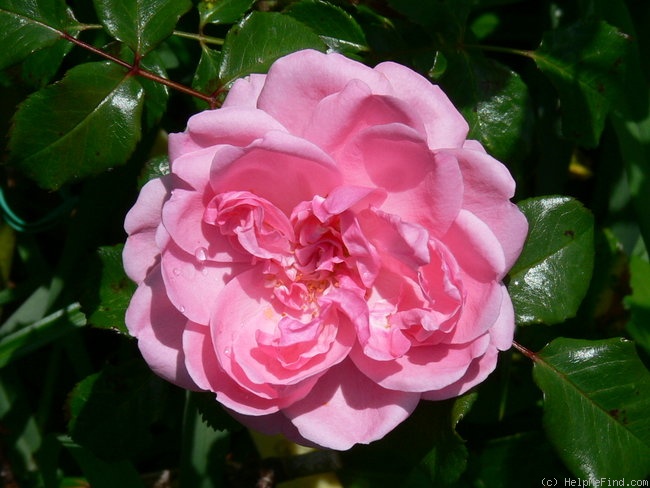 'Berleburg ®' rose photo