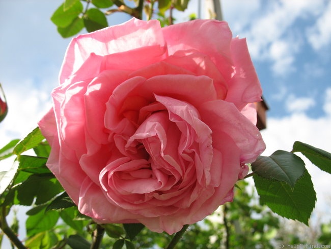 'Madame Edouard Herriot, Cl.' rose photo