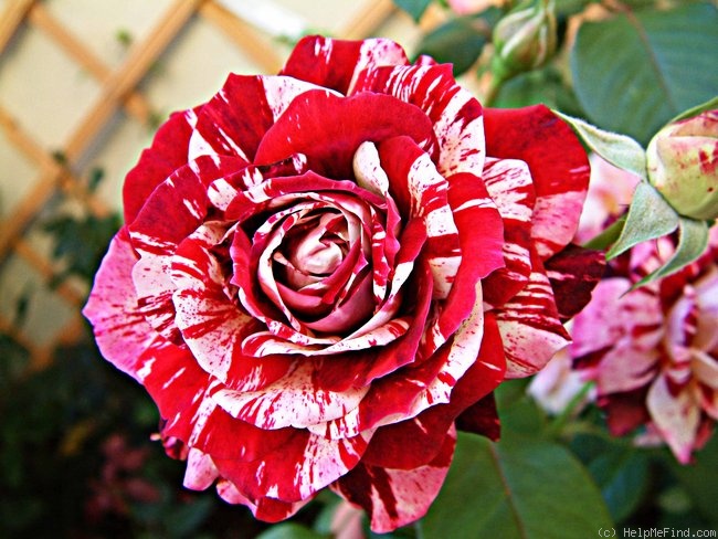 'Julio Iglesias ® (floribunda, Meilland, 2004)' rose photo