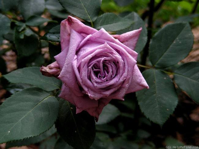 'Mamy Blue ®' rose photo