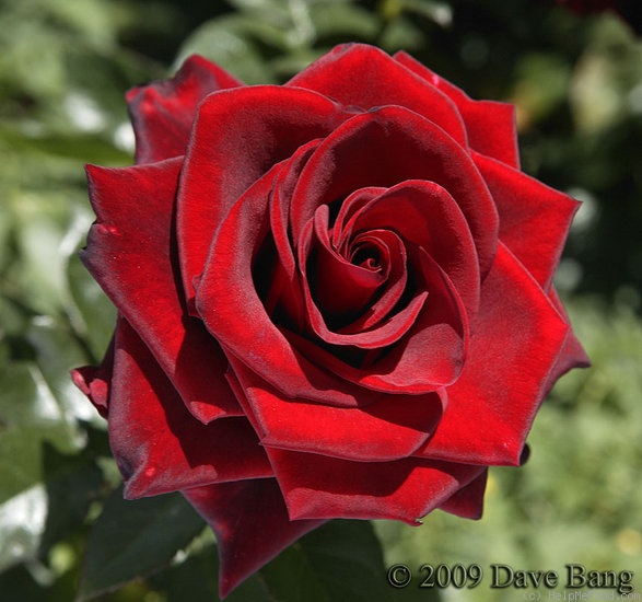 'Black Magic ' Rose Photo