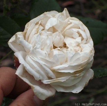 'Louise d'Arzens' rose photo
