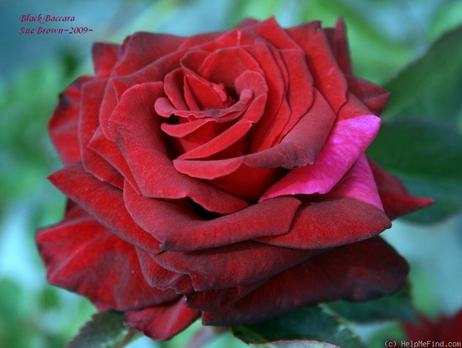 'Black Baccara ™' rose, click to enlarge 'Black Baccara ™' rose photo