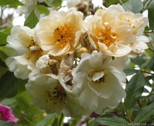 'Goldfinch (Rambler, Paul 1907)' rose photo