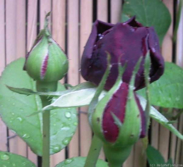 'The Prince ®' rose photo