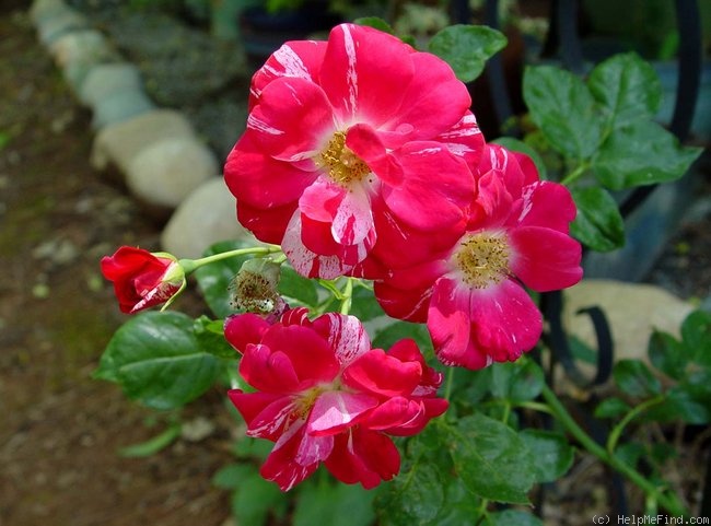 'Twist ™ (cl. patio, Olesen, 1993)' rose photo